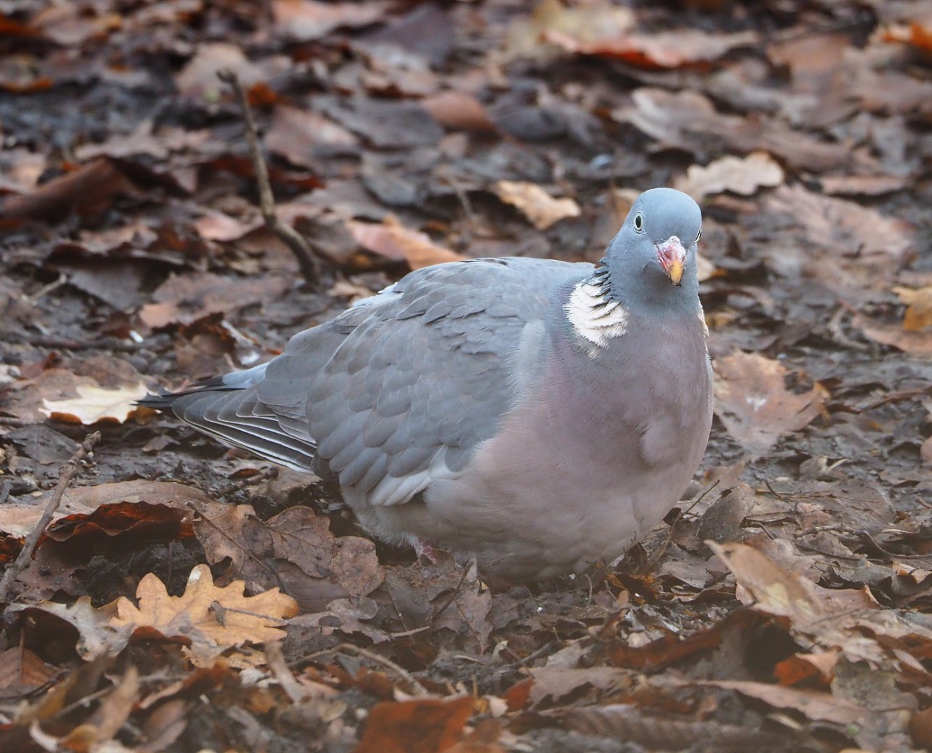 Wild Common wood pigeon (Columba palumbus), 2021-12-07
