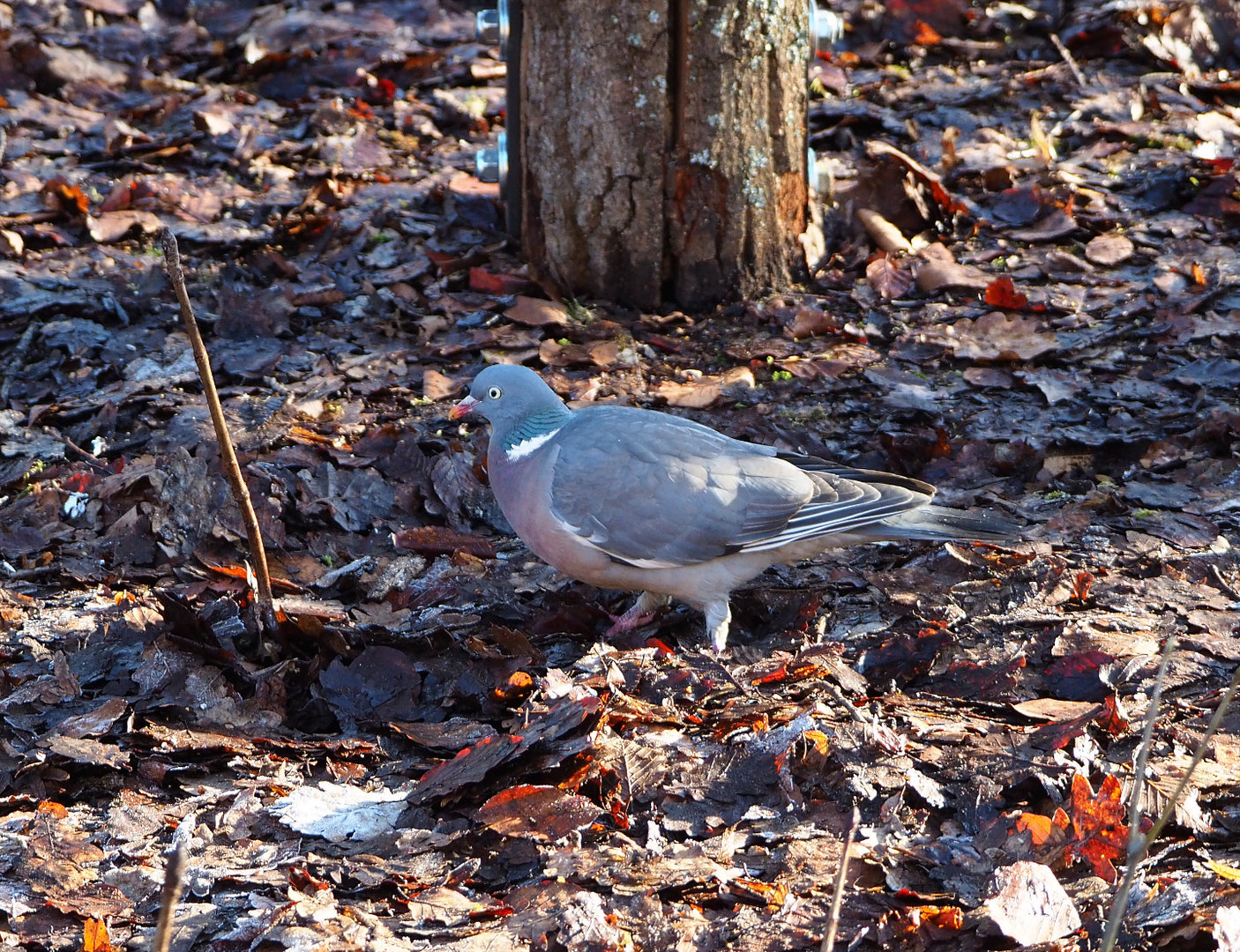 Wild Common wood pigeon  (Columba palumbus), 2022-02-12
