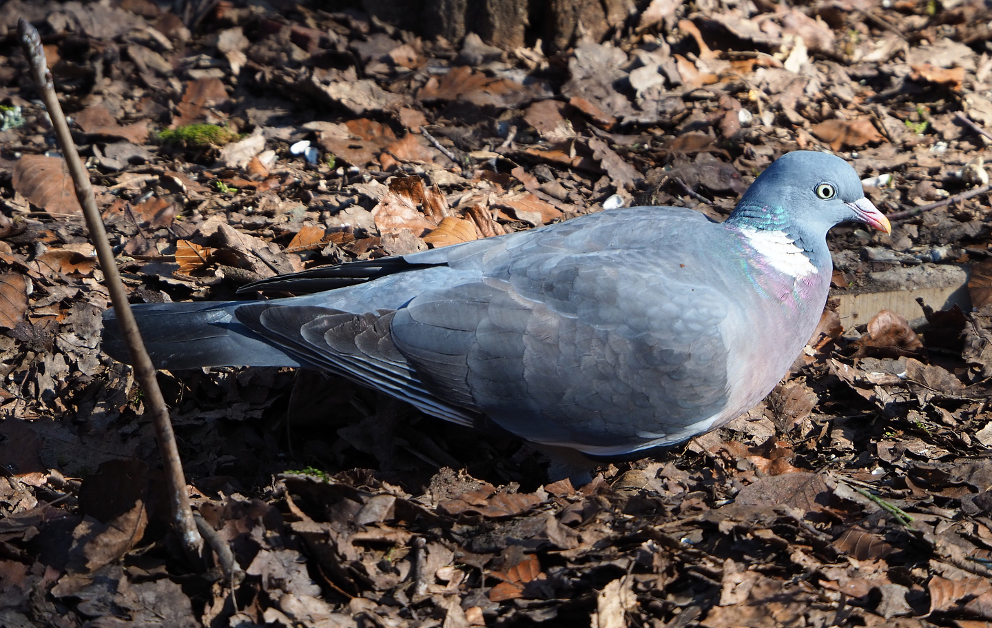 Wild Common wood pigeon (Columba palumbus), 2022-03-08