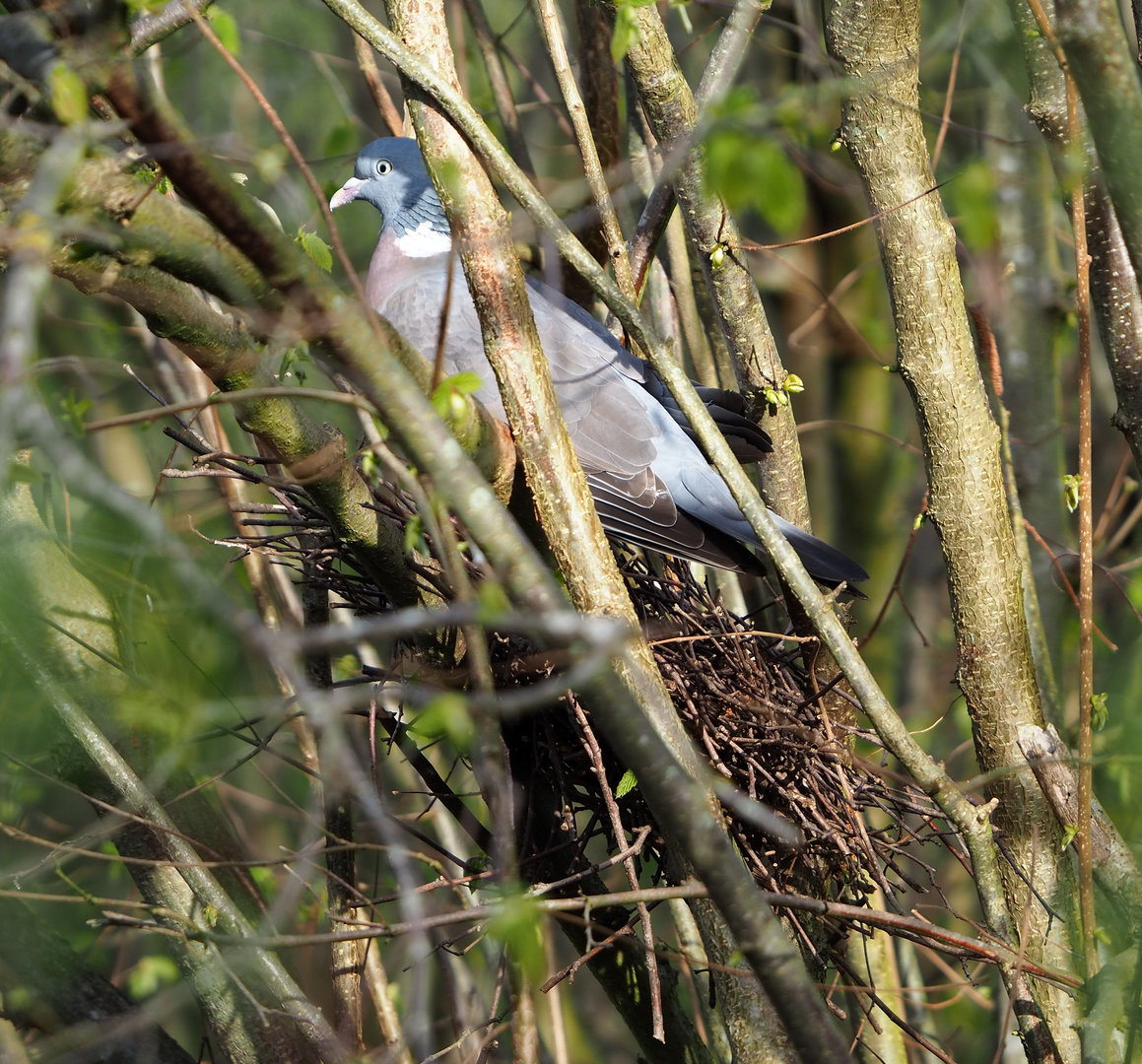 Wild Common wood pigeon (Columba palumbus), 2022-04-12