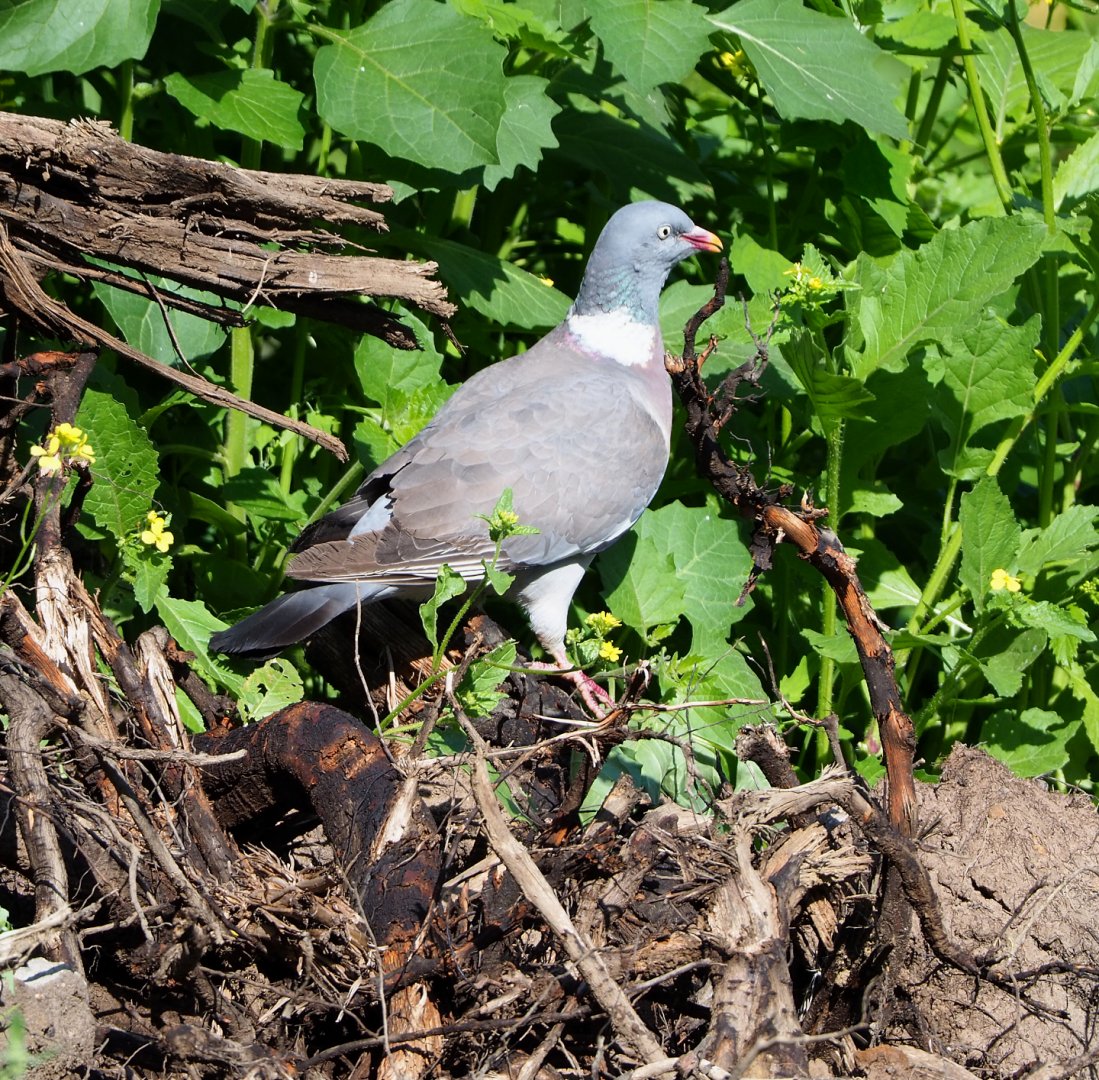 Wild Common wood pigeon (Columba palumbus), 2022-07-03