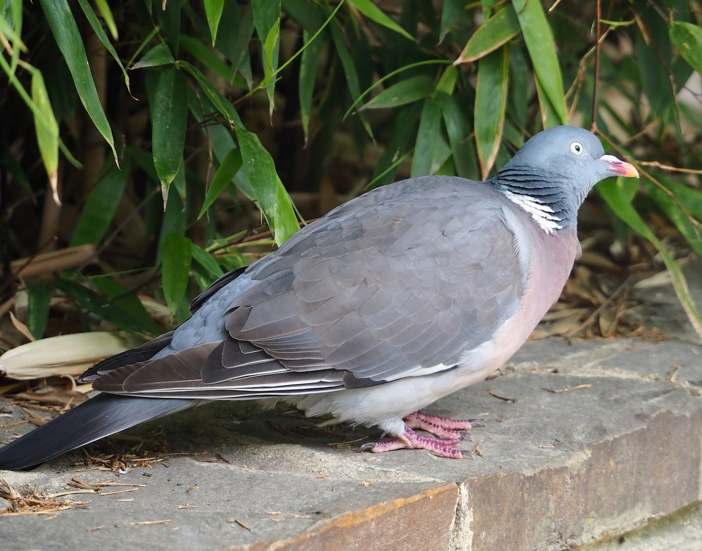 Wild Common wood pigeon (Columba palumbus), 2023-07-02