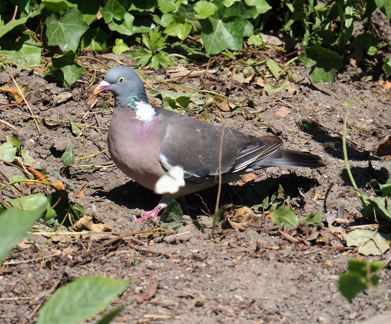 Wild Common wood pigeon (Columba palumbus), 2023-07-08