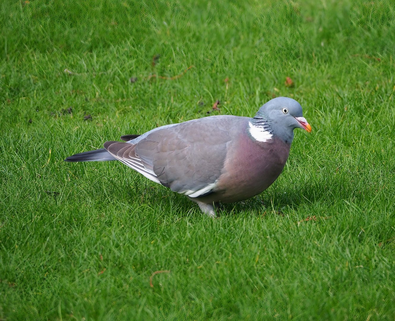 Wild Common wood pigeon (Columba palumbus), 2024-02-17