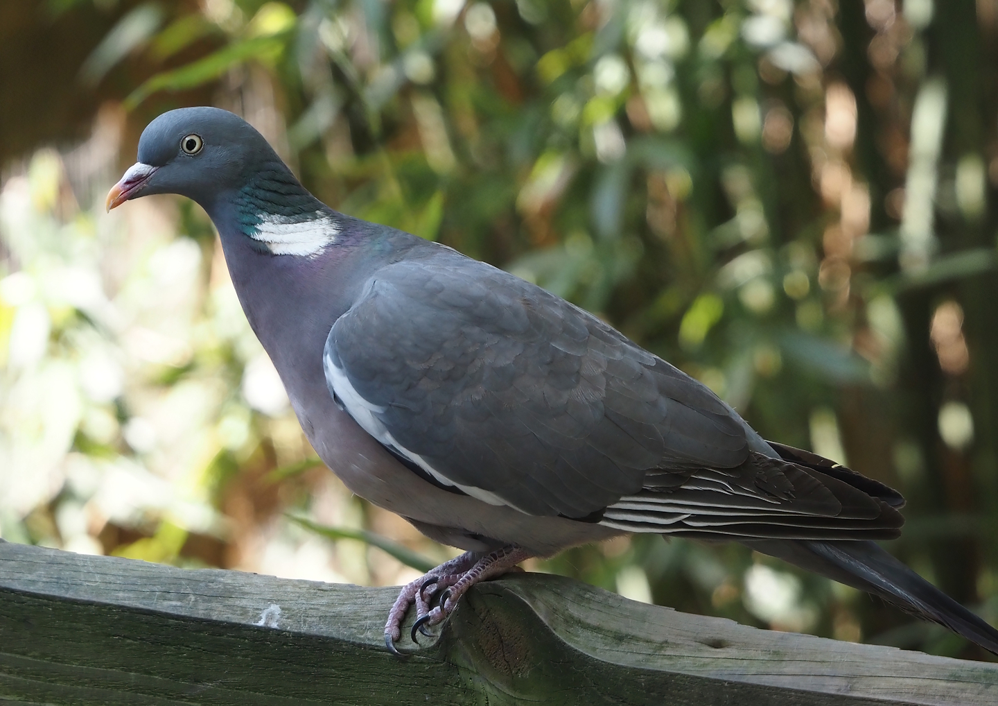 Wild Common wood pigeon (Columba palumbus), 2025-04-12