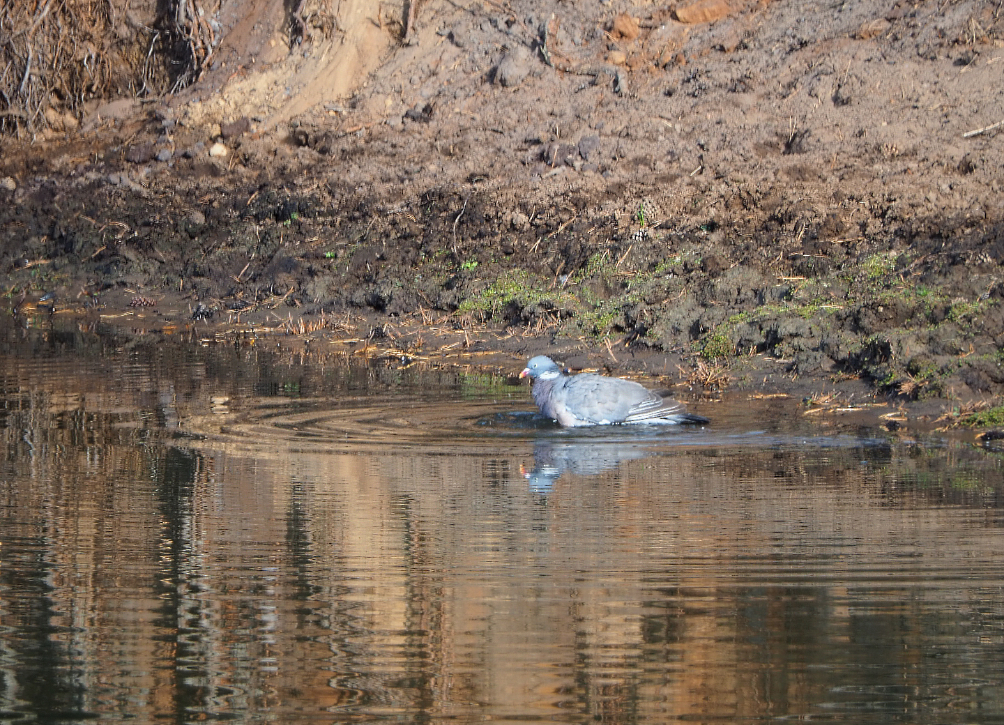 Wild Common wood pigeon (Columba palumbus) bathing, 2019-09-15