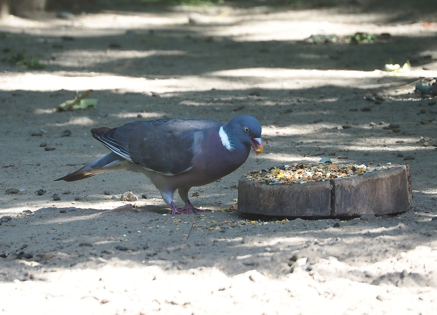 Wild Common wood pigeon (Columba palumbus) eating mara food, 2022-07-16