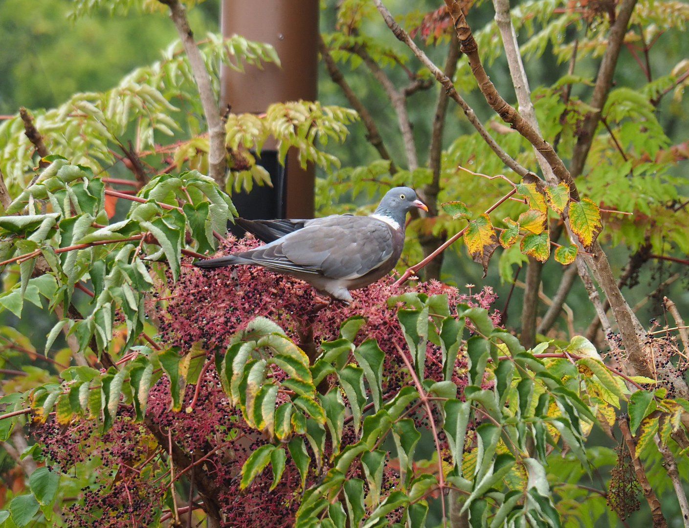Wild Common wood pigeon (Columba palumbus) on fruits of Japanese Angelica tree (Aralia elata), 2022-09-15