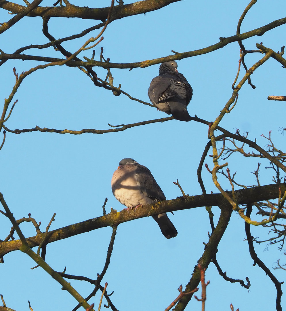 Wild Common wood pigeons (Columba palumbus), 2022-01-02