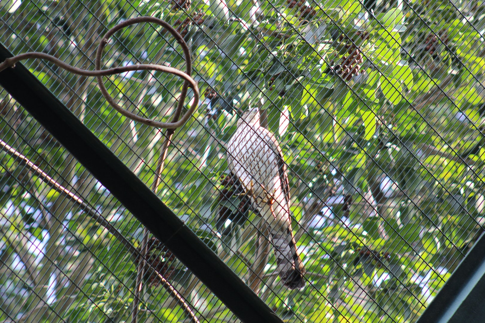 Wild Cooper's Hawk
