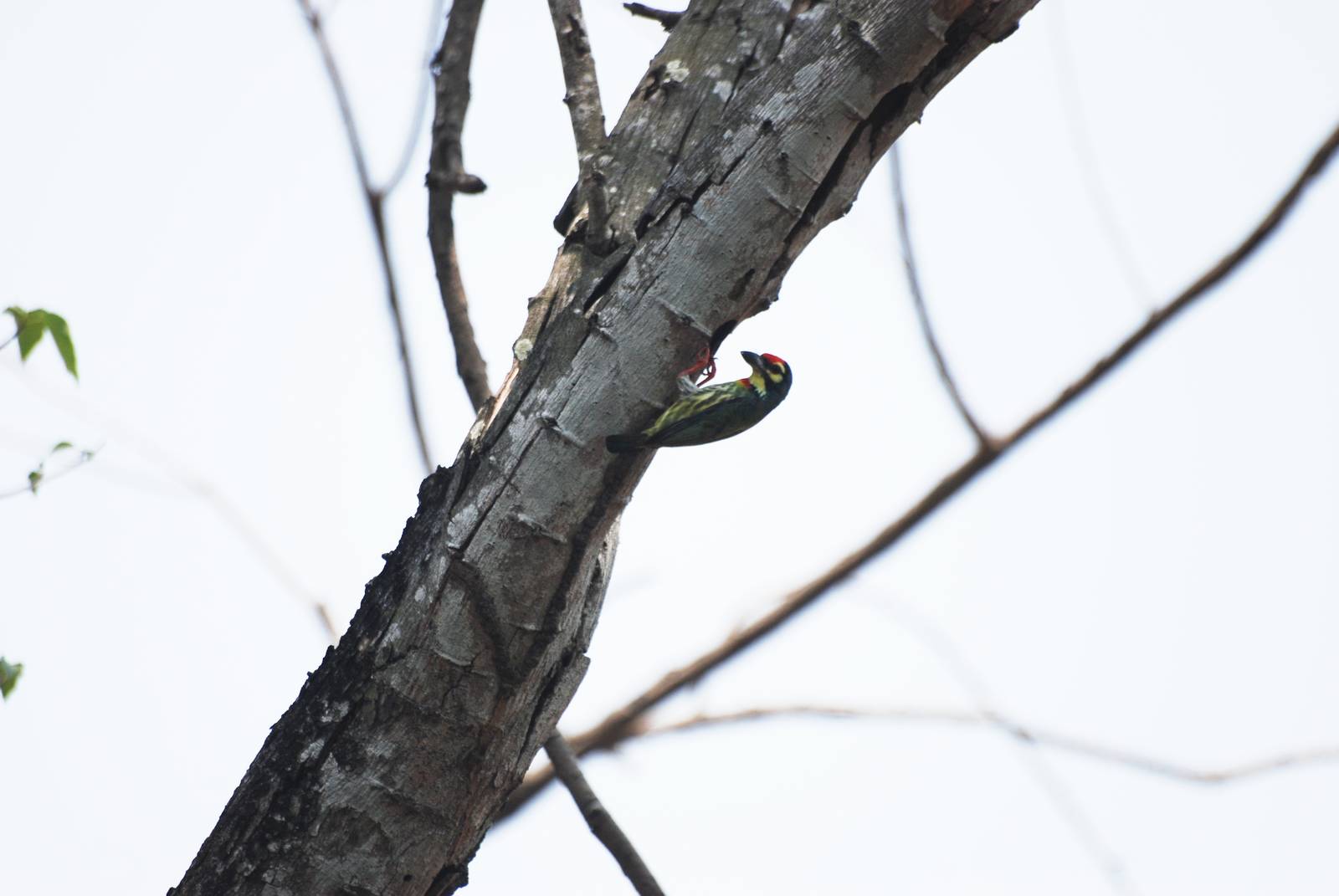 Wild Coppersmith Barbet at Saigon Zoo, 16/03/12