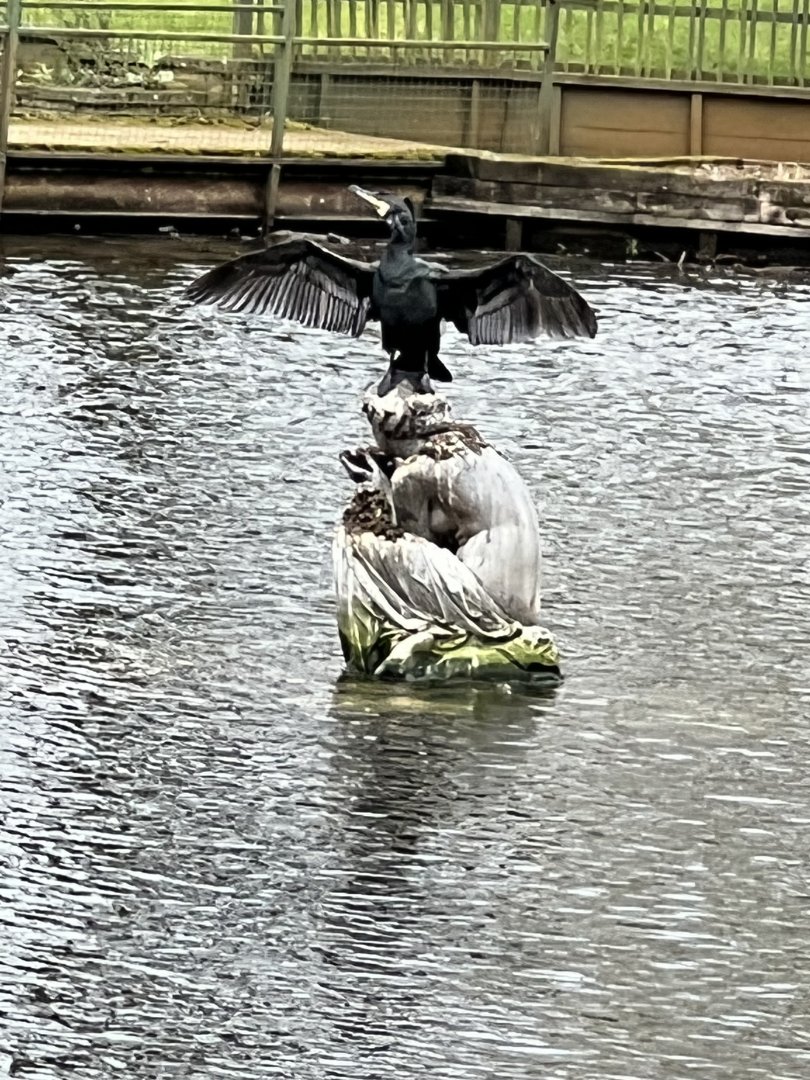 Wild cormorant drying his pits!