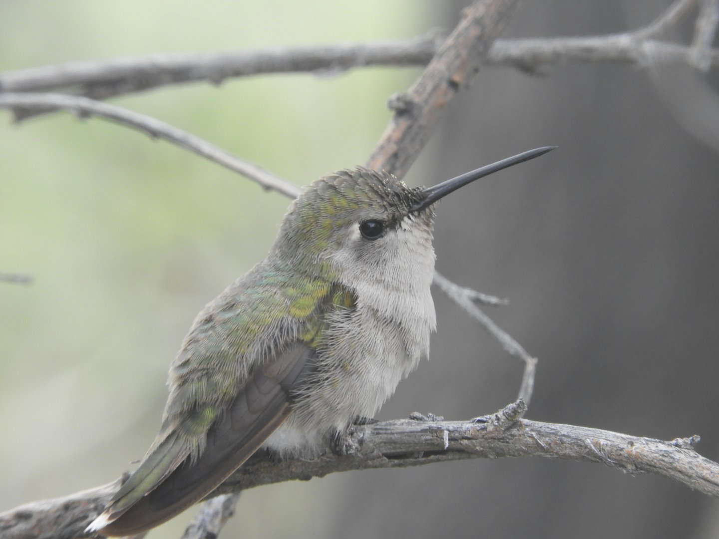 Wild Costa's hummingbird
