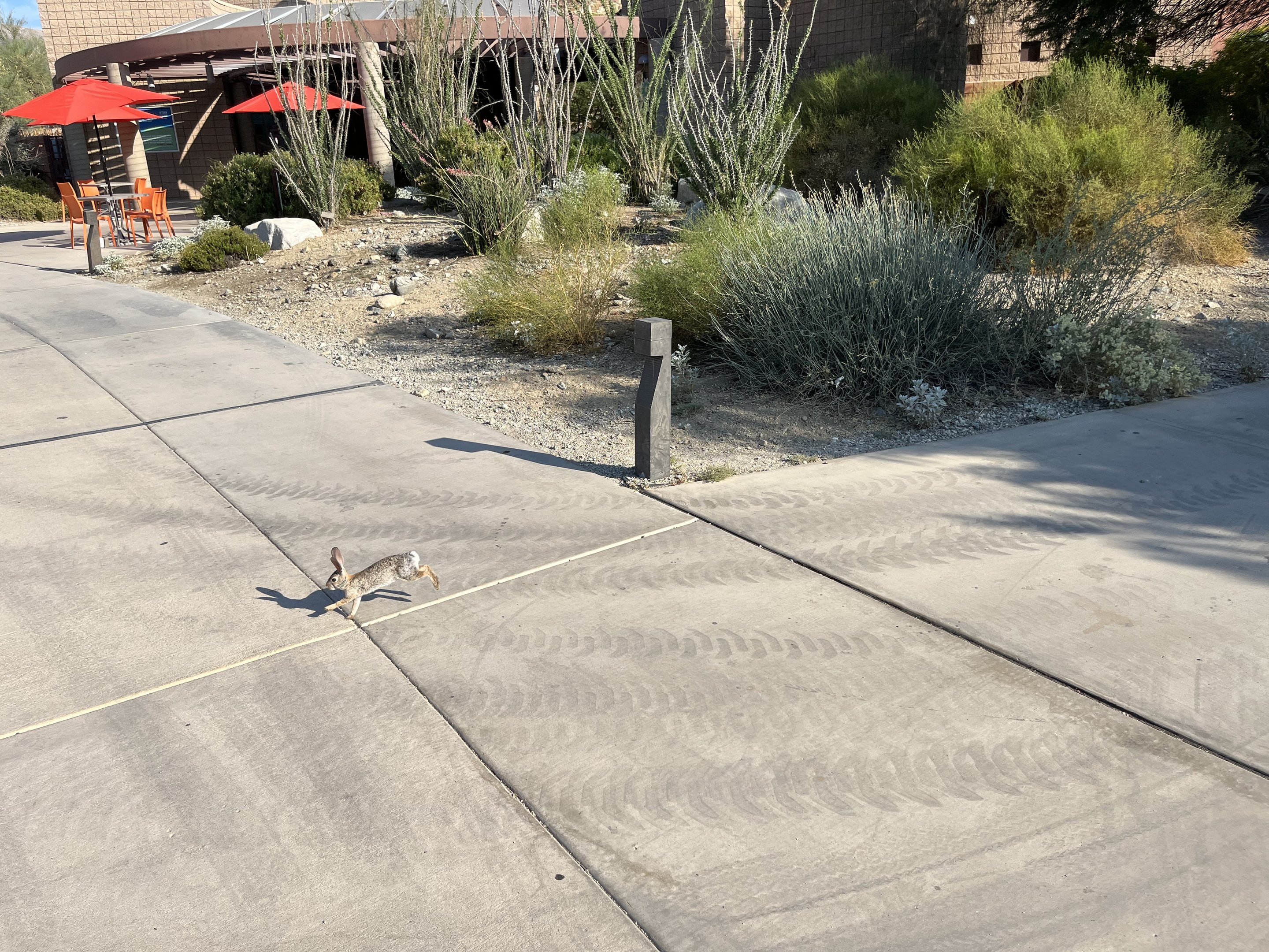 Wild cottontail rabbits are everywhere!