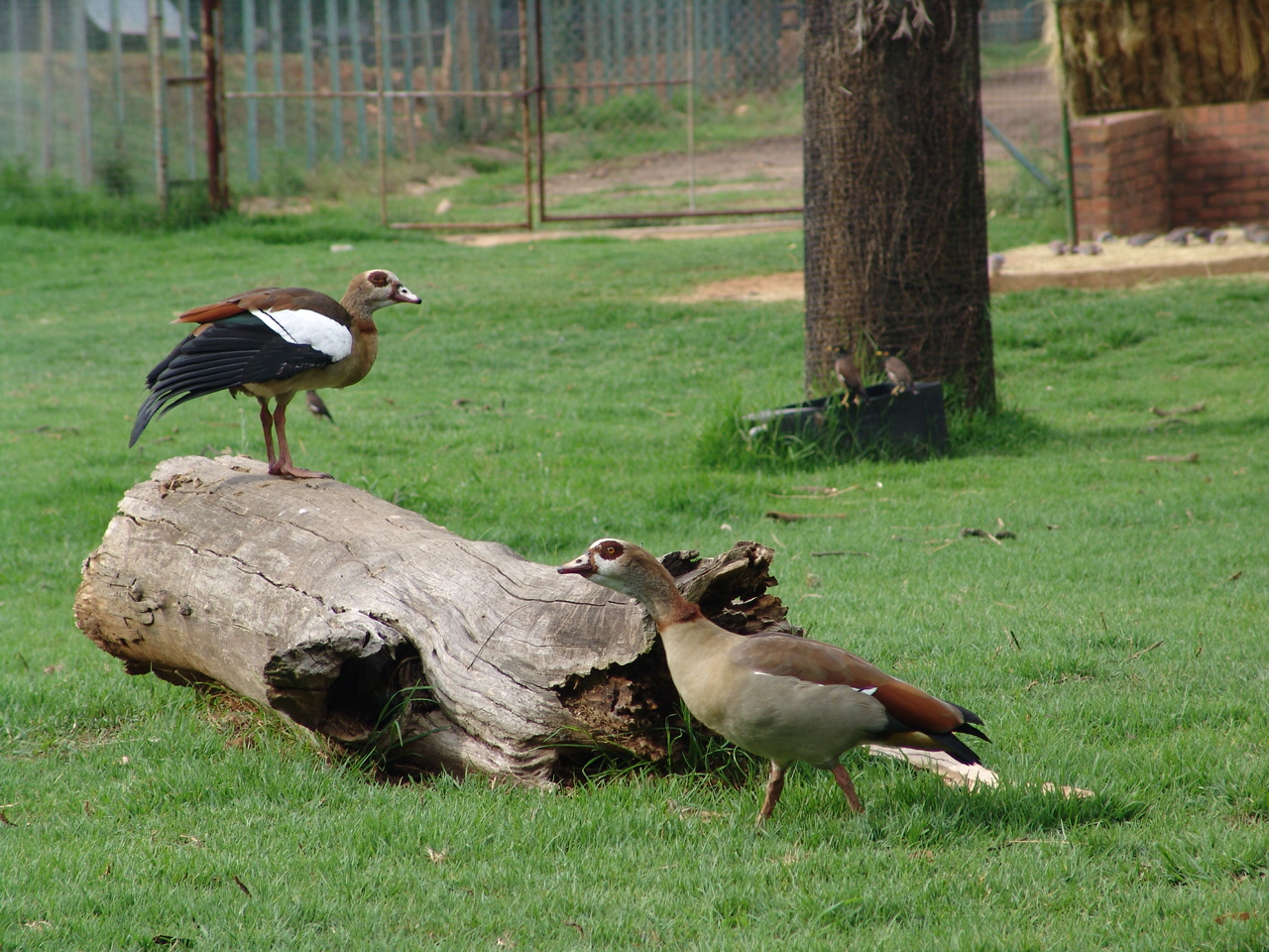 Wild couple of Egyptian Goose (Alopochen aegyptiacus)