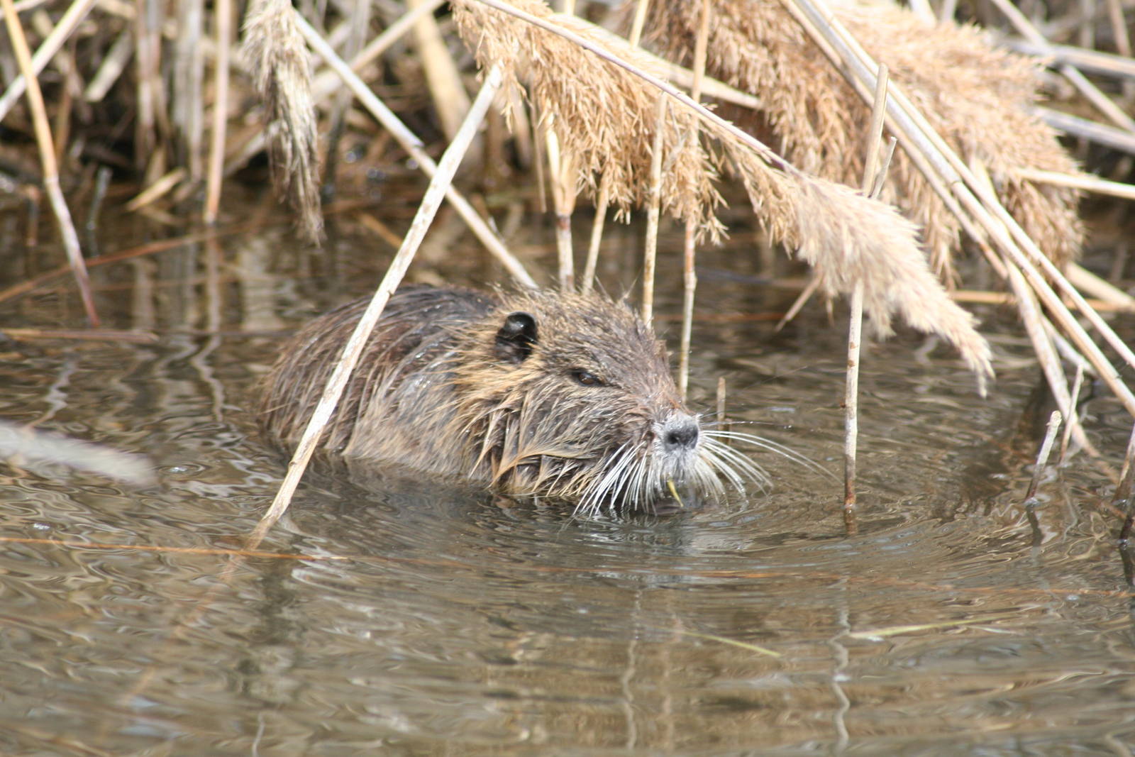 Wild coypu - Carmargue South of France