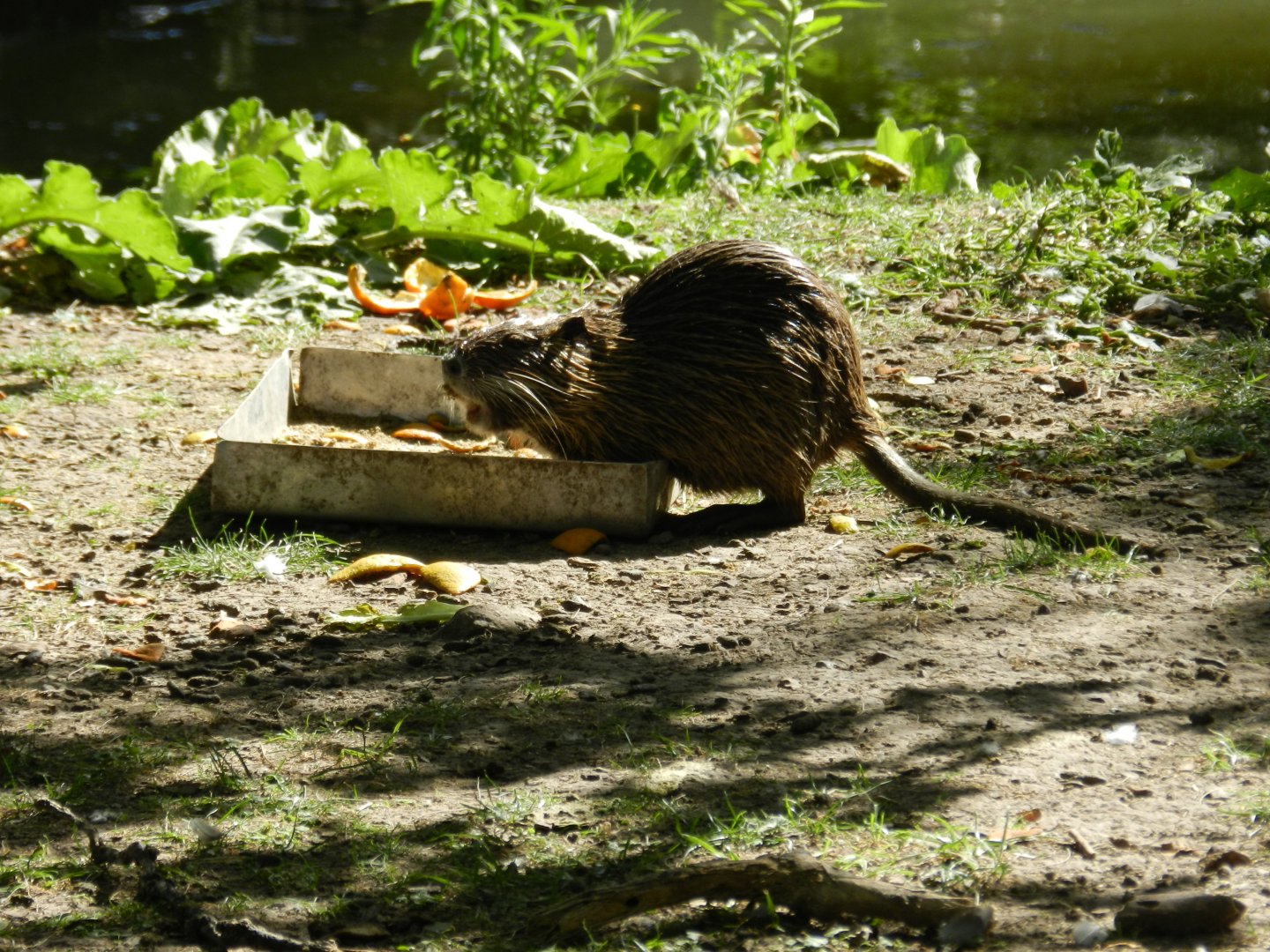 Wild coypu - Ecoparque BA