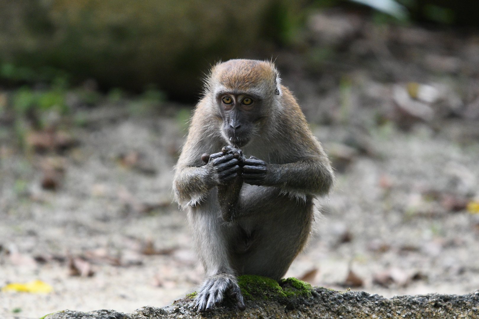 Wild Crab Eating Macaque ~ Heart of Africa