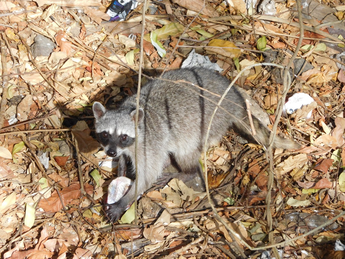 Wild crab-eating raccoon