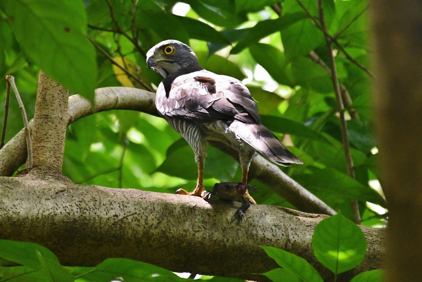 Wild Crested Goshawk (Accipiter trivirgatus)