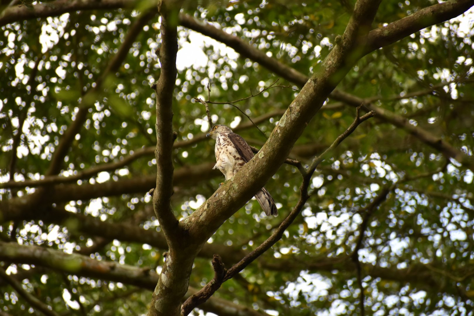 Wild Crested Goshawk