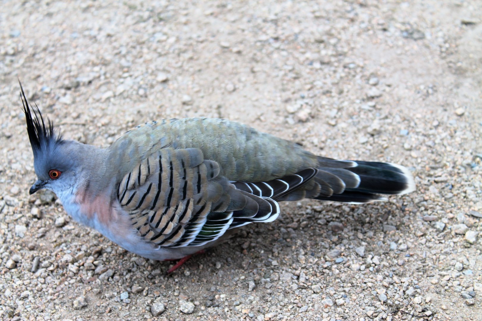 wild Crested Pigeon (Ocyphaps lophotes)