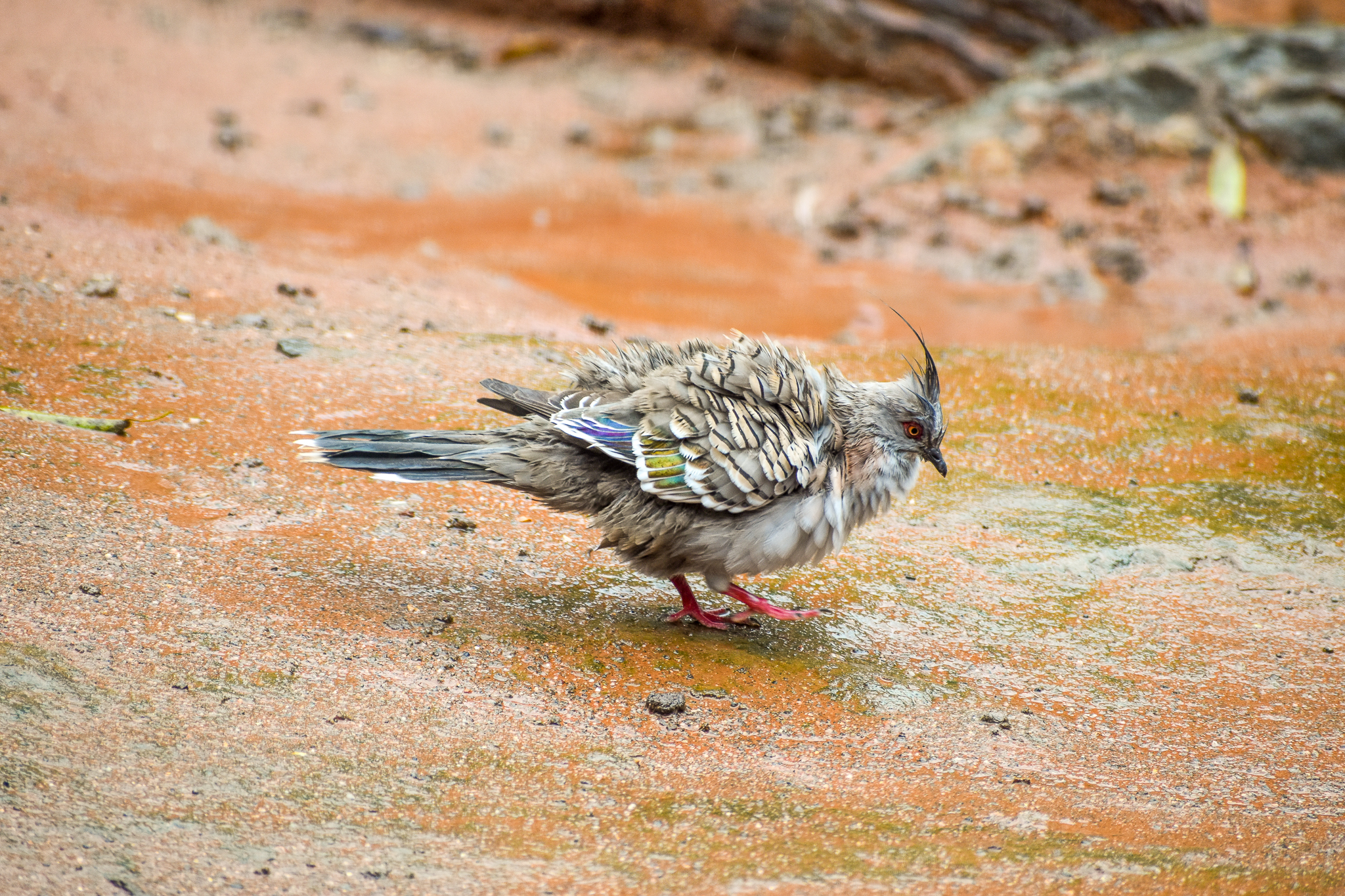 wild - Crested Pigeon