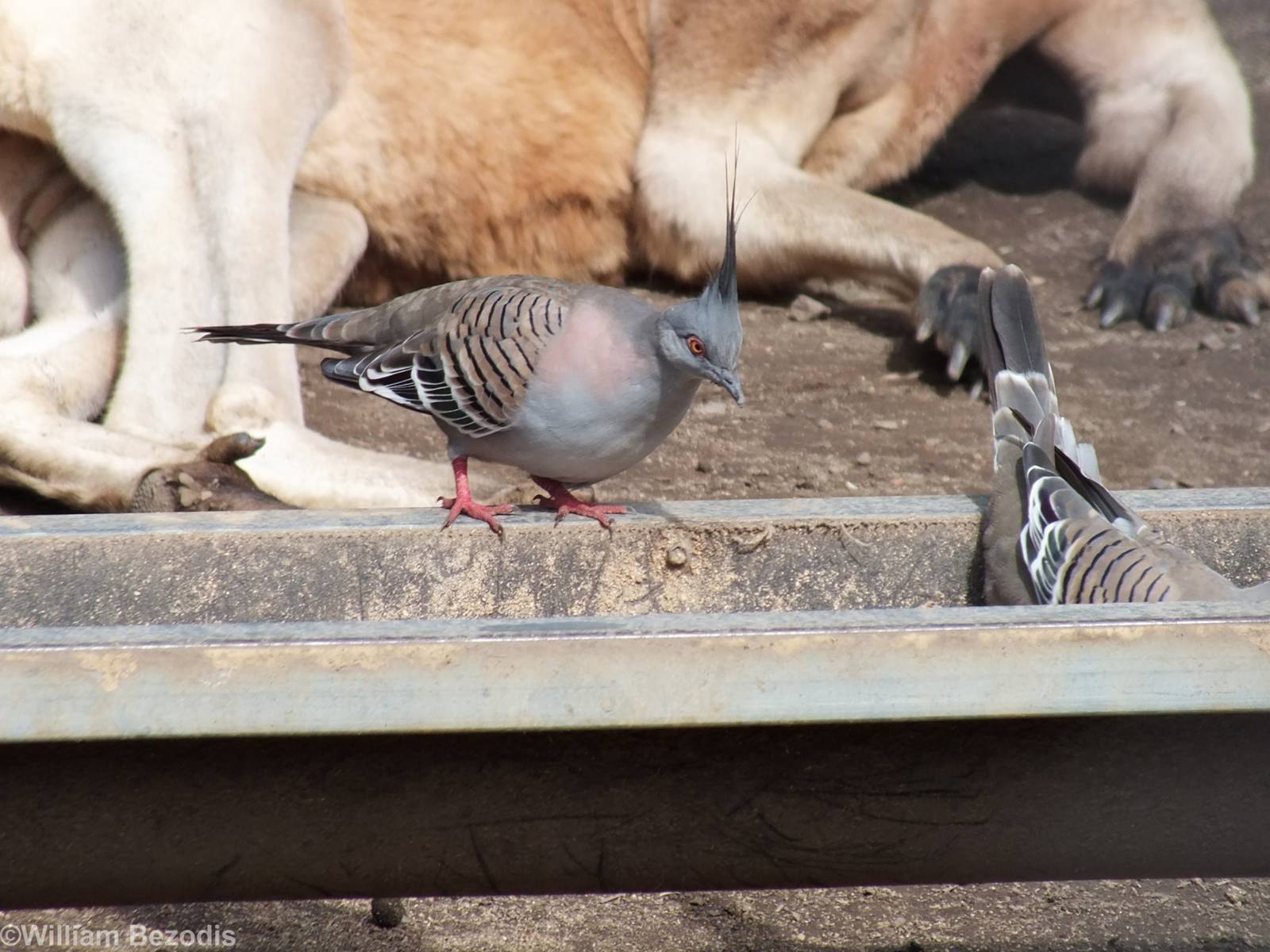 Wild Crested Pigeons
