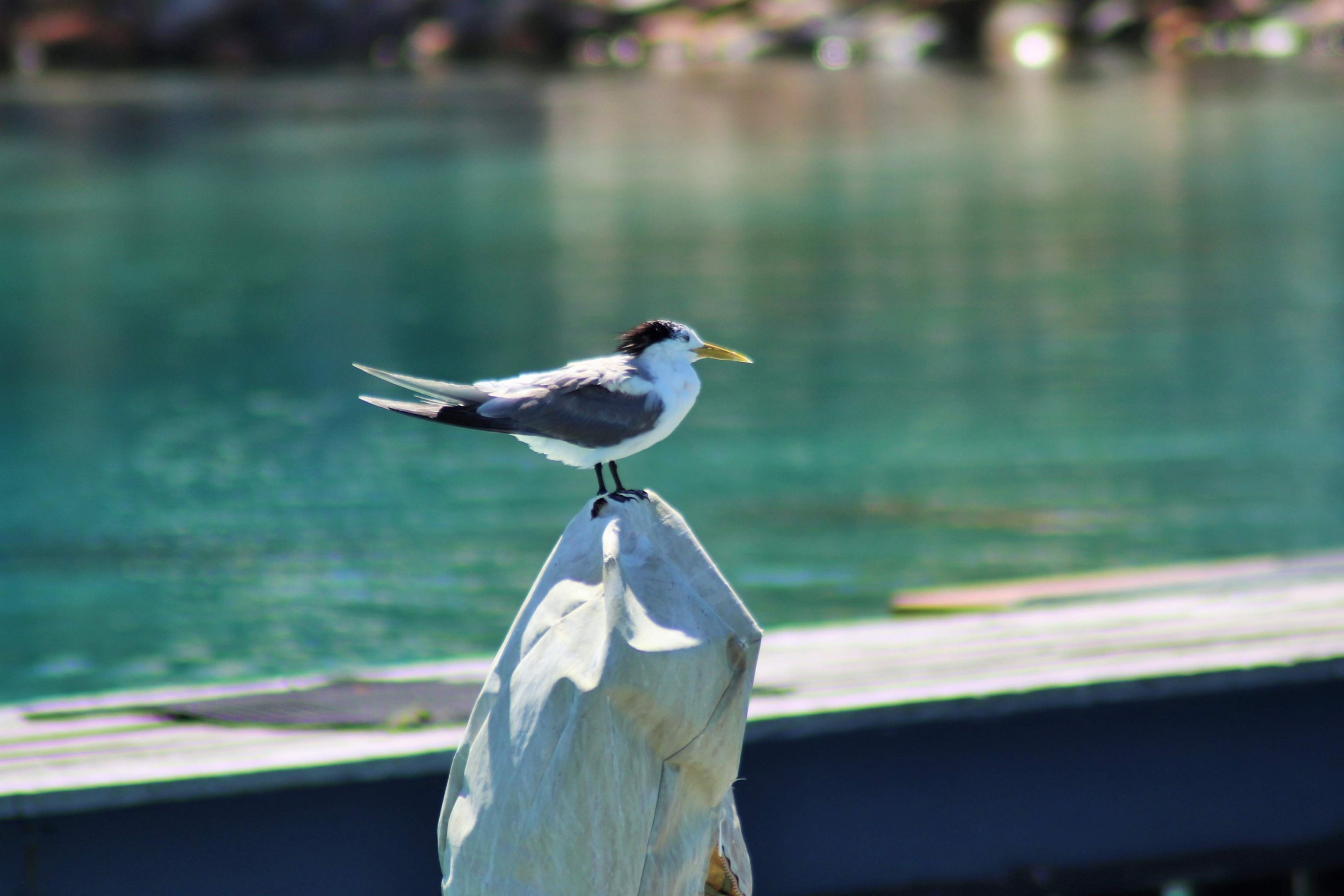 Wild Crested Tern (Thalasseus bergii)