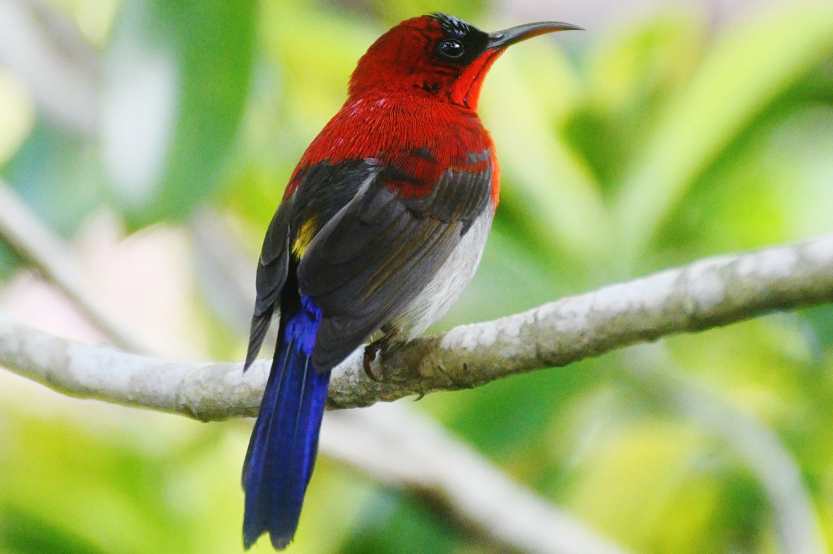 Wild Crimson Sunbird (Aethopyga siparaja siparaja)