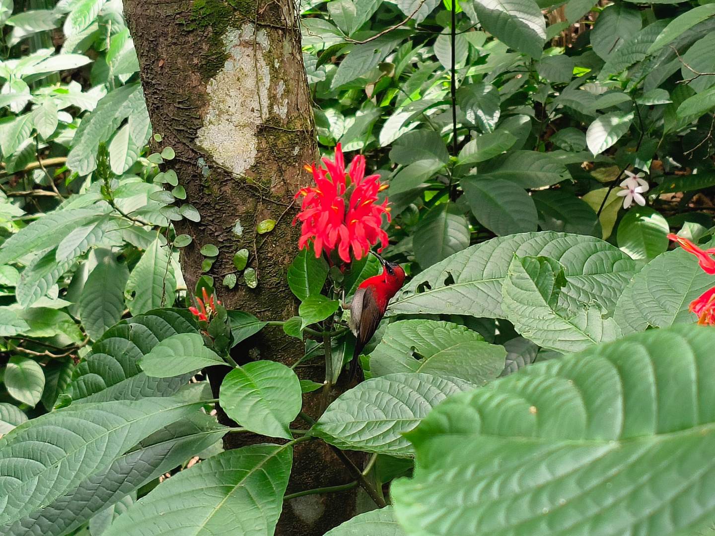 Wild Crimson Sunbird (Aethopyga siparaja)