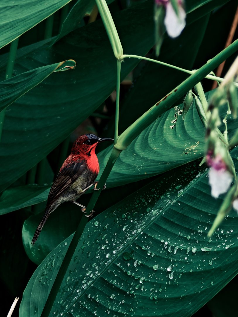 Wild Crimson Sunbird (Aethopyga siparaja)