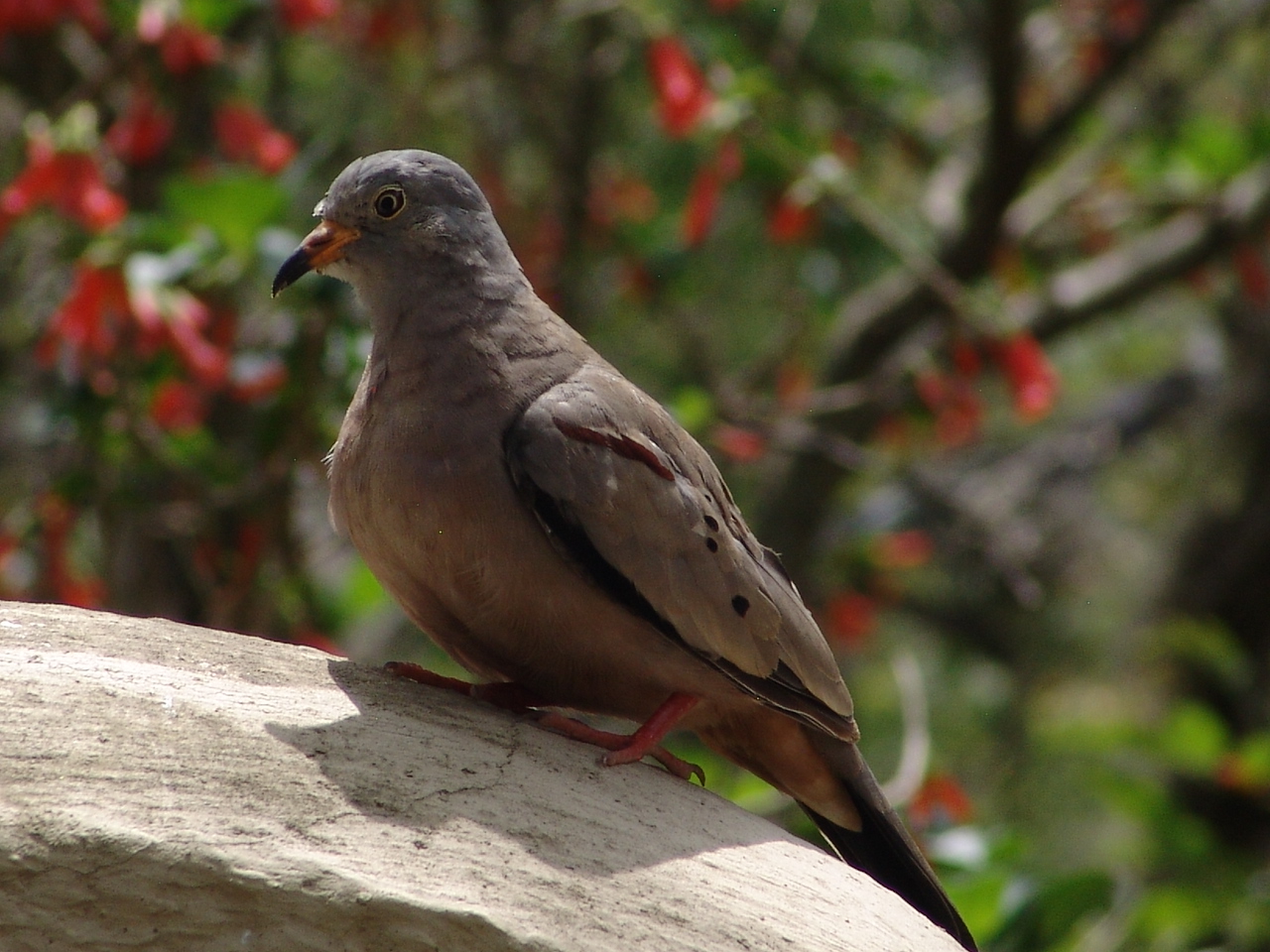Wild Croaking Ground Dove (Columbina cruziana)