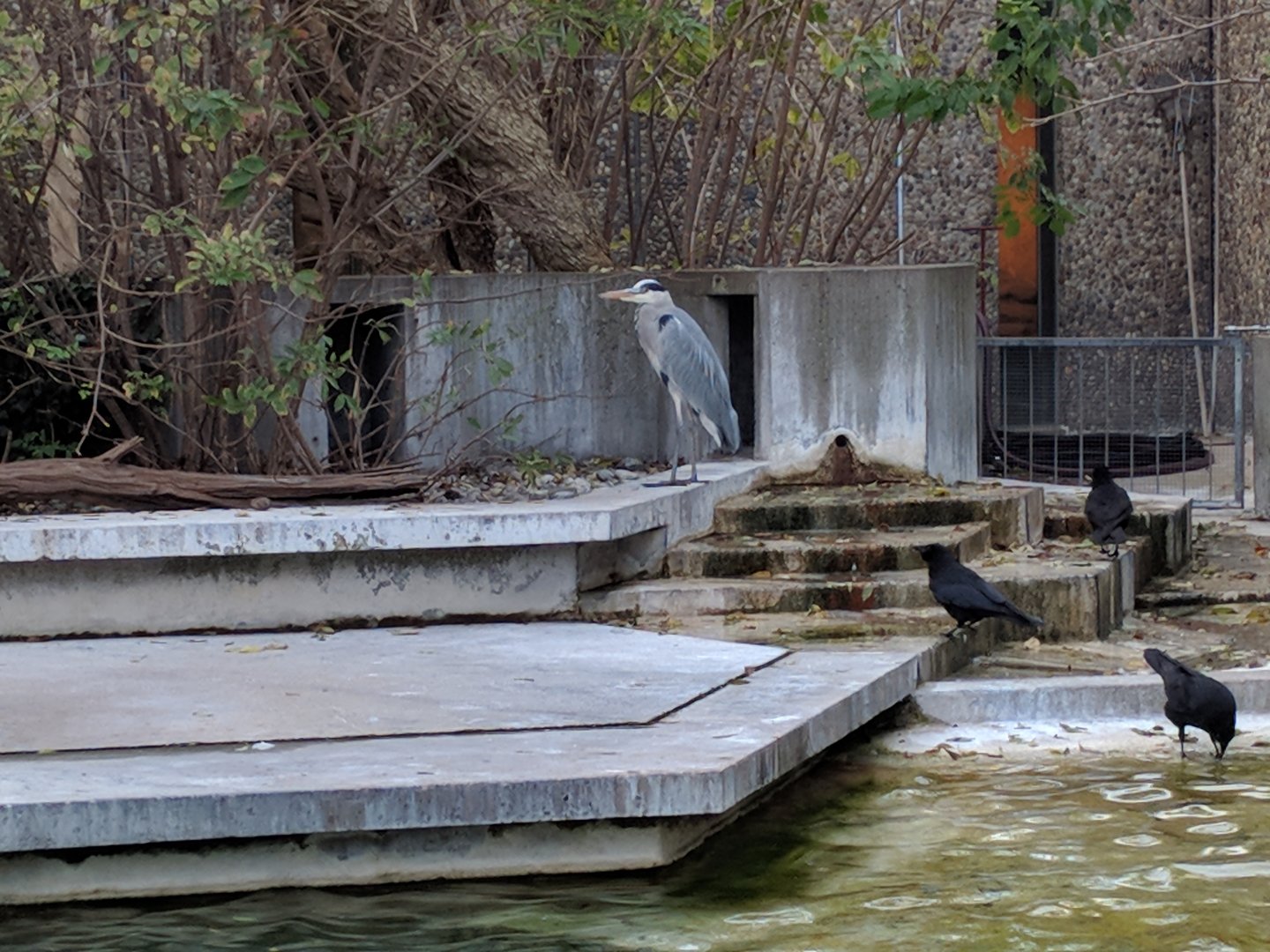 Wild crows and wild Grey heron