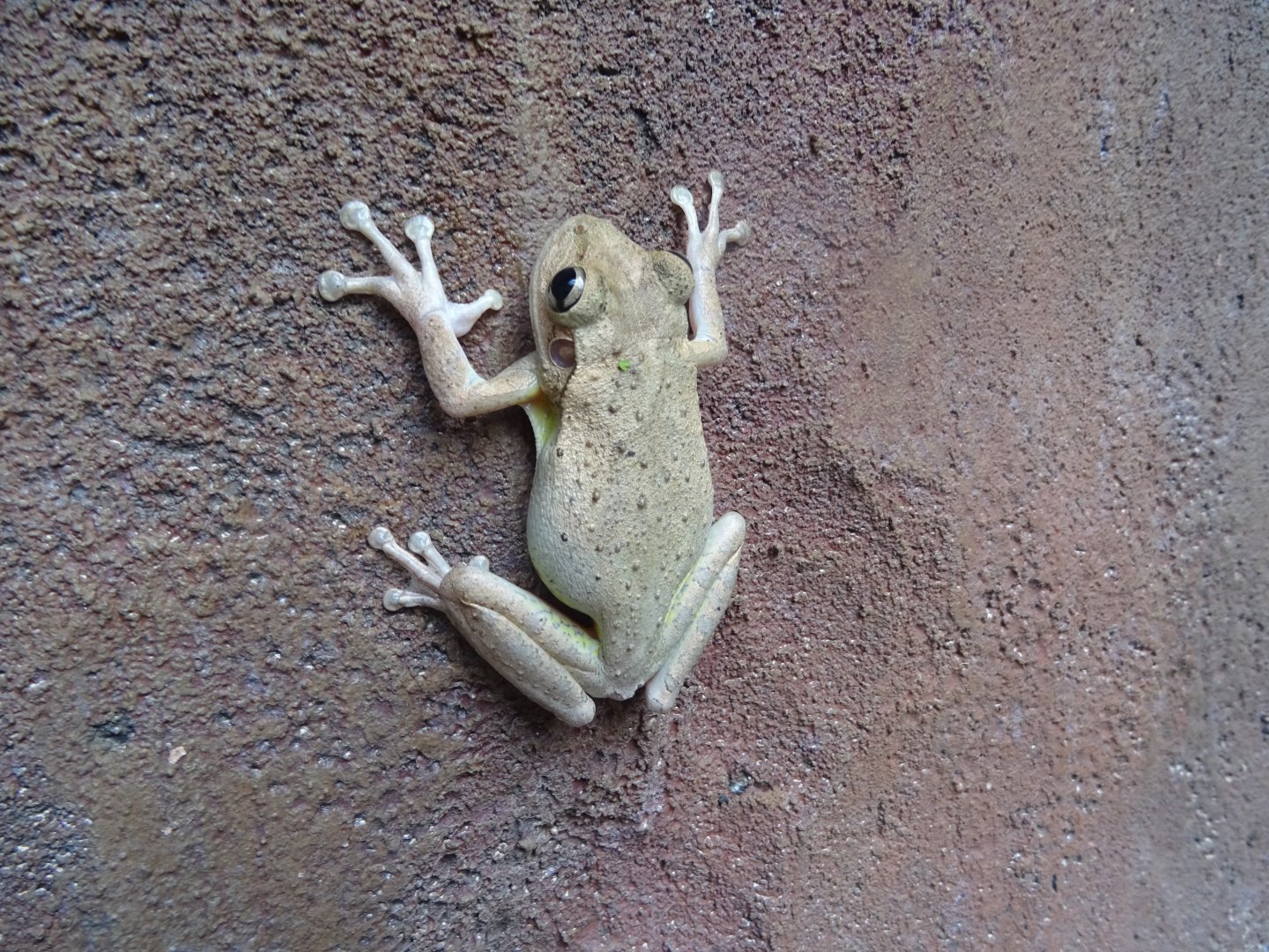 Wild Cuban Tree Frog at Disney's Animal Kingdom (2014)