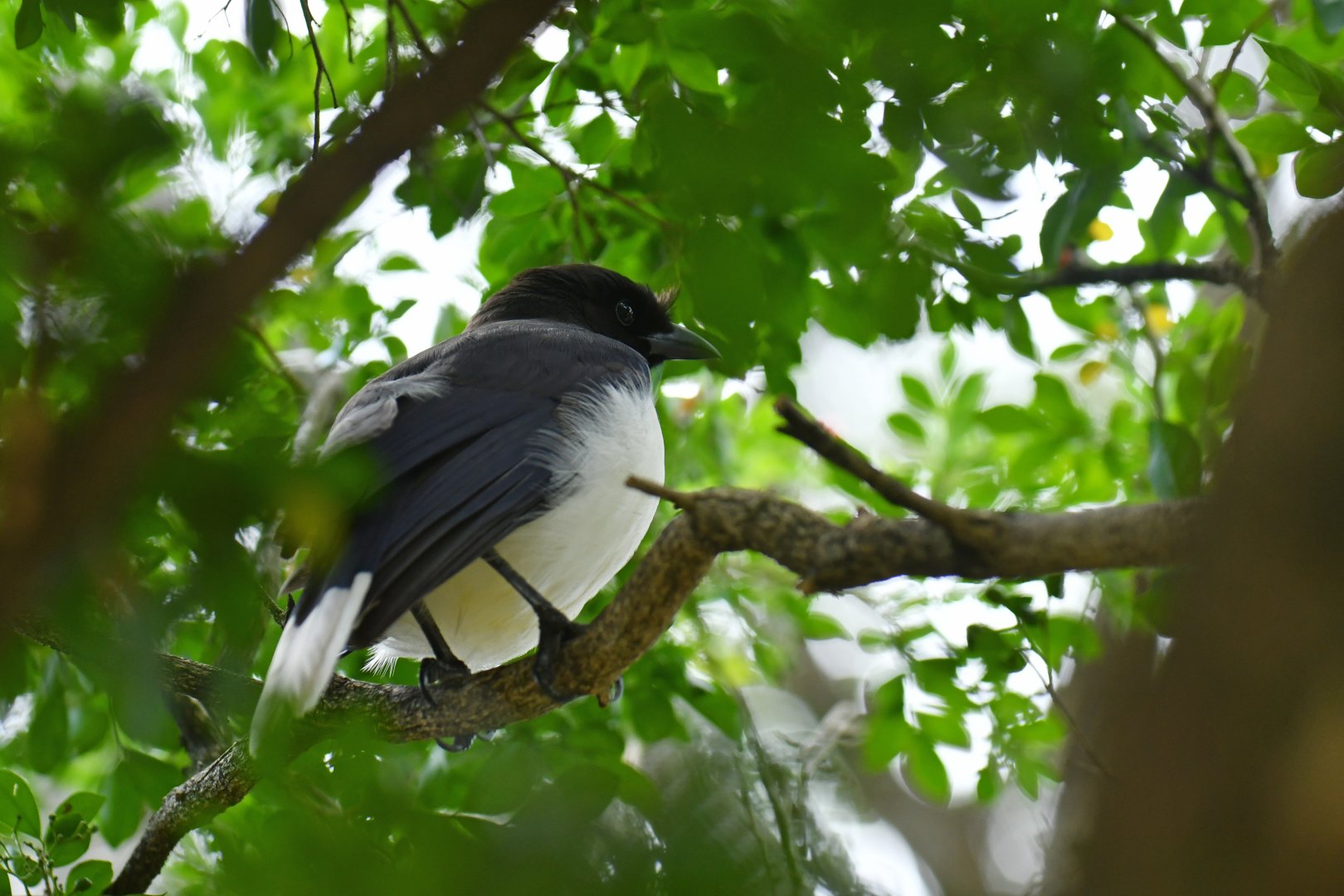 Wild Curl-crested Jay (Cyanocorax cristatellus)
