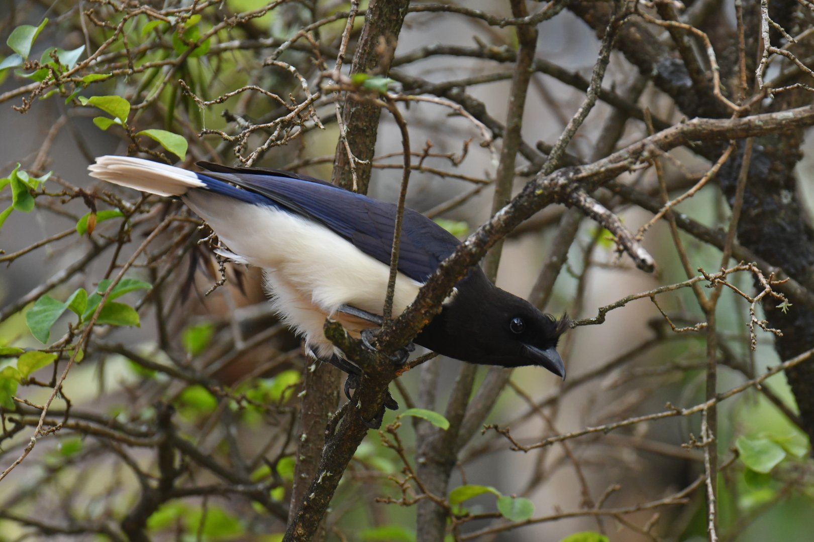 Wild Curl-crested Jay (Cyanocorax cristatellus)