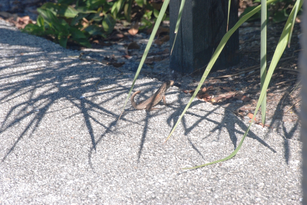 Wild Curly-tailed Lizard at Miami Seaquarium, 16/10/13