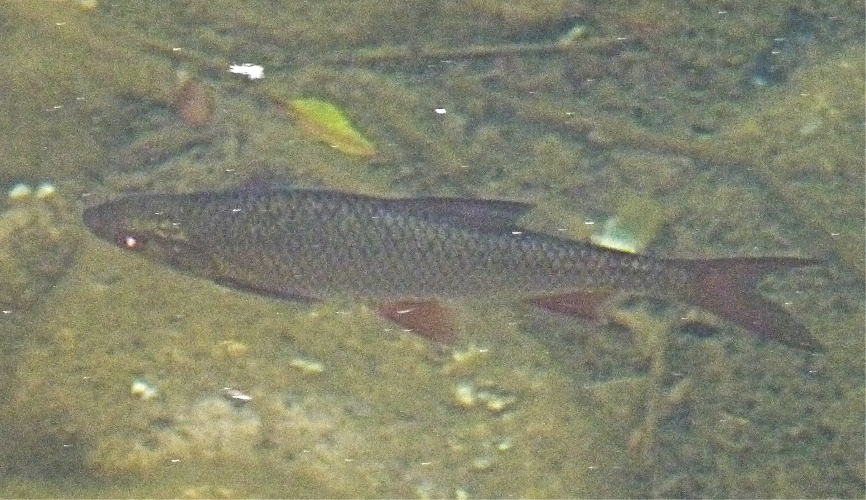 Wild cyprinid ID, Slovakia