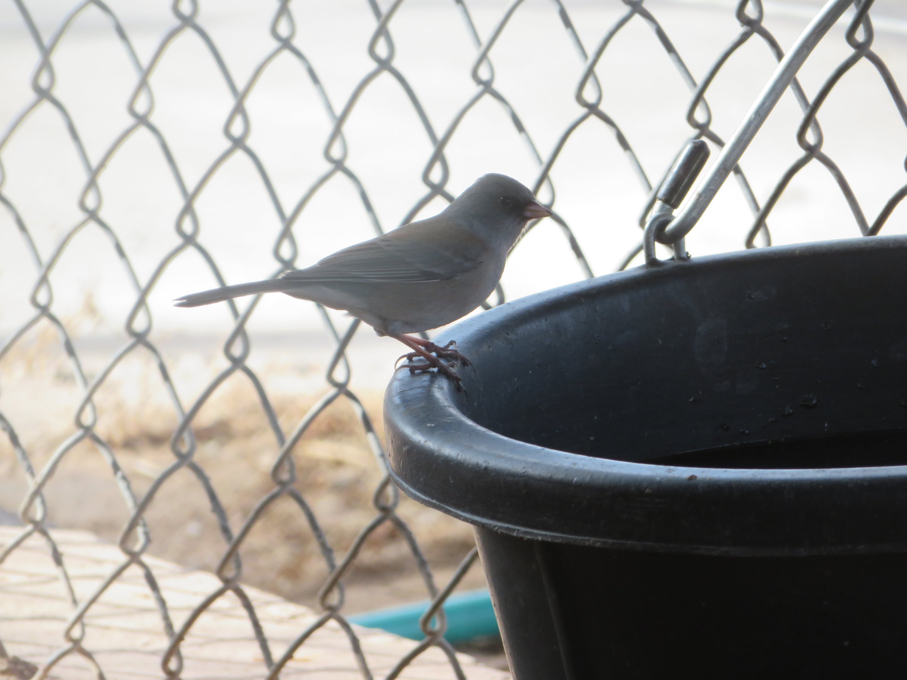 Wild Dark-eyed Junco (Red-backed ssp)