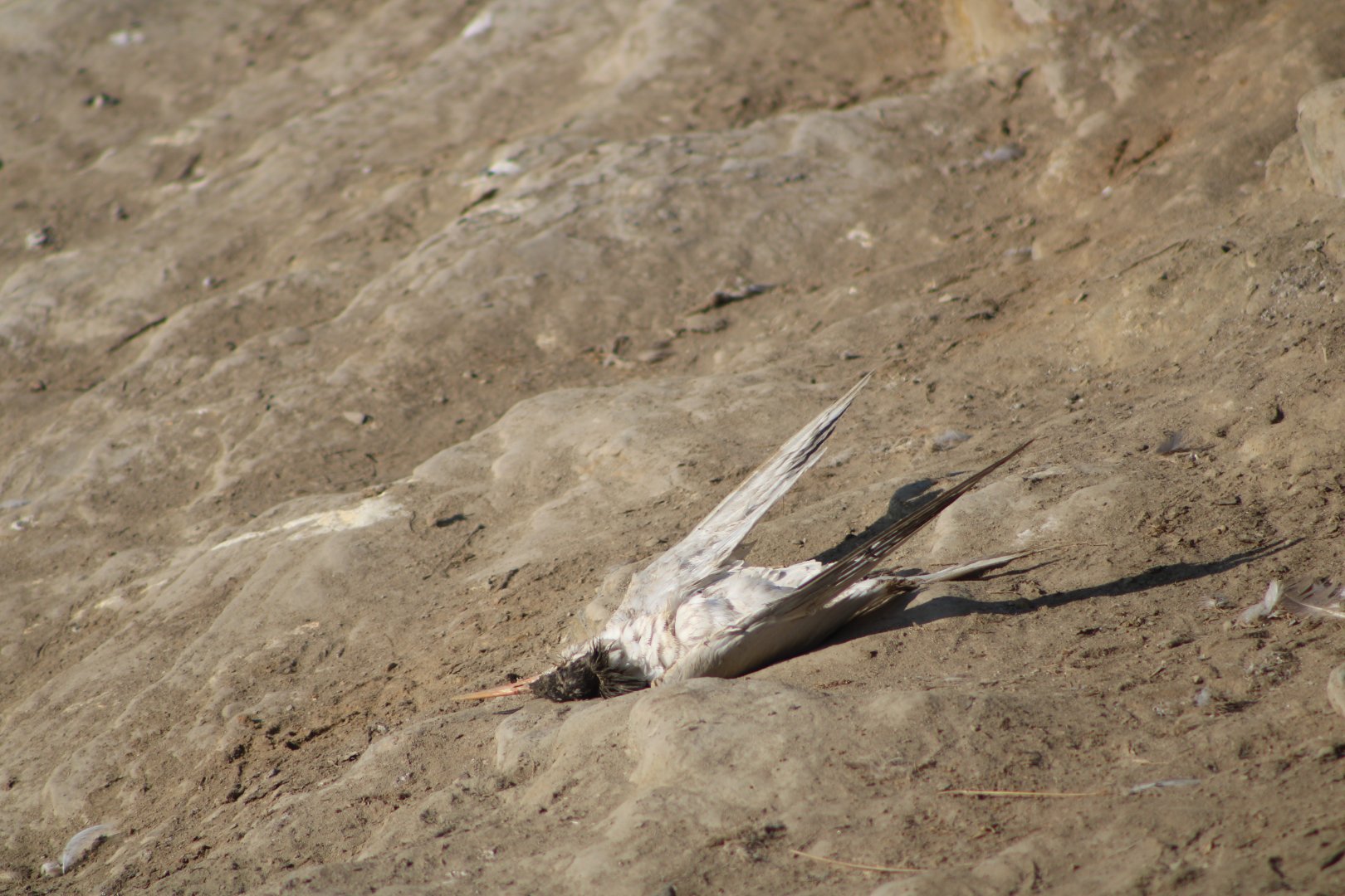 (Wild) Deceased Tern ID
