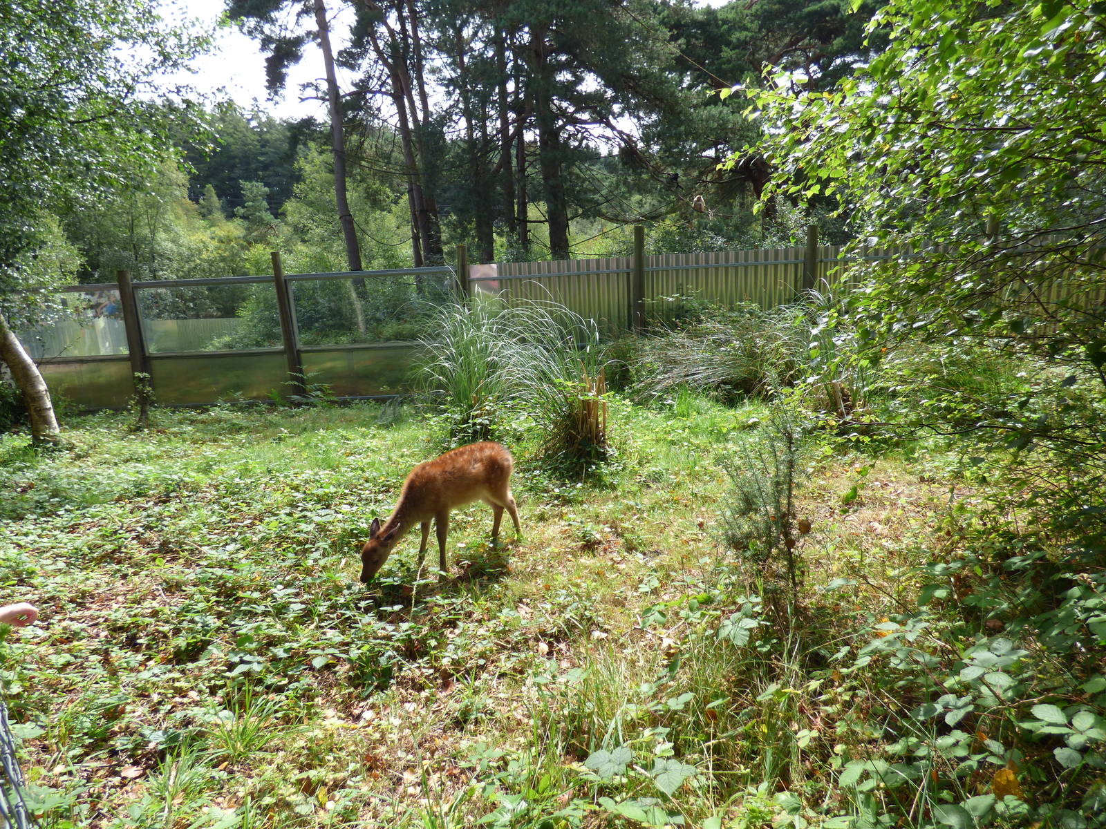 Wild Deer by Gibbon Enclosure