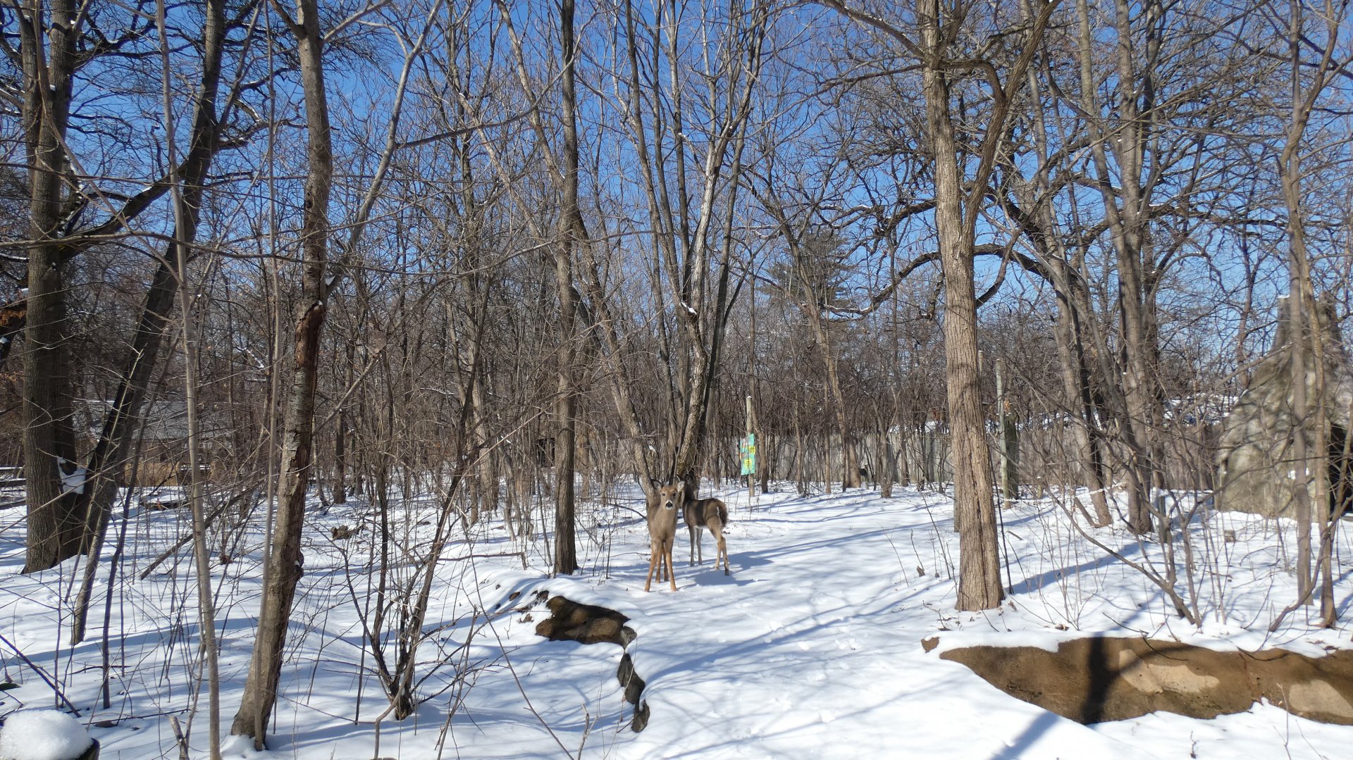 Wild Deer, Habitat Africa | the Forest - Feb. 2022