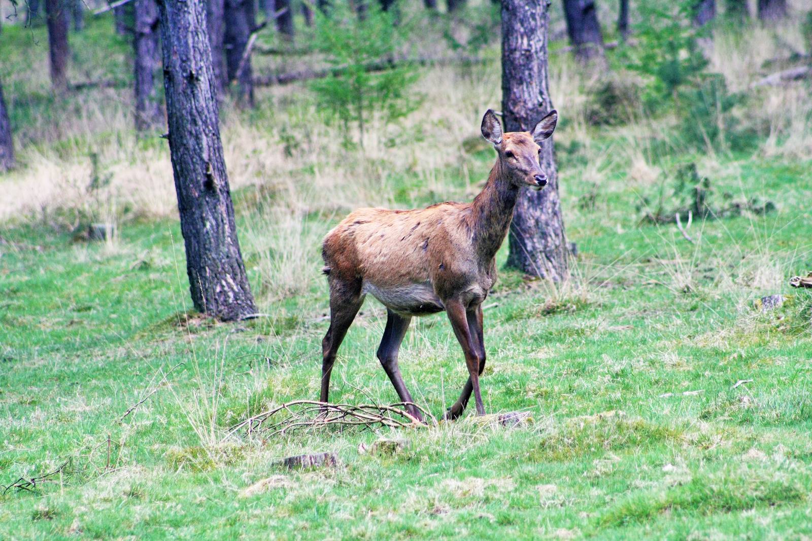 Wild Deer