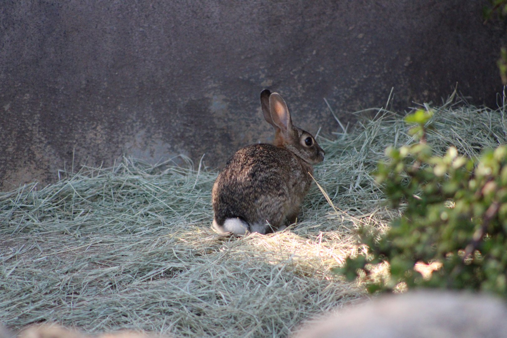 (Wild) Desert Cottontail (Sylvilagus audubonii)