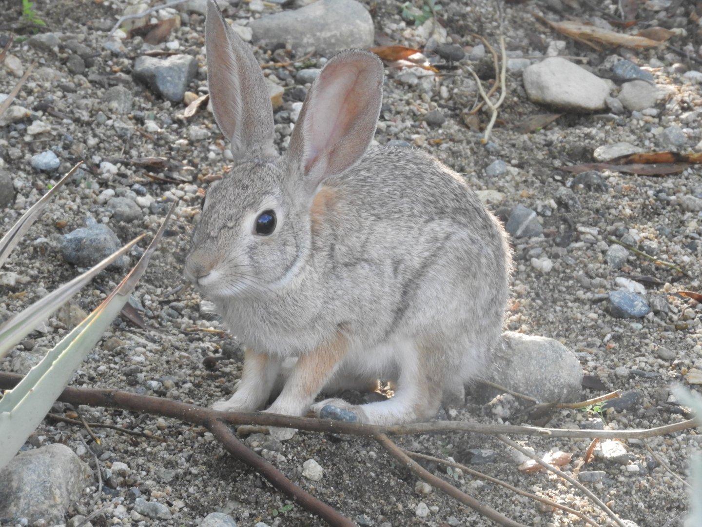 Wild desert cottontail