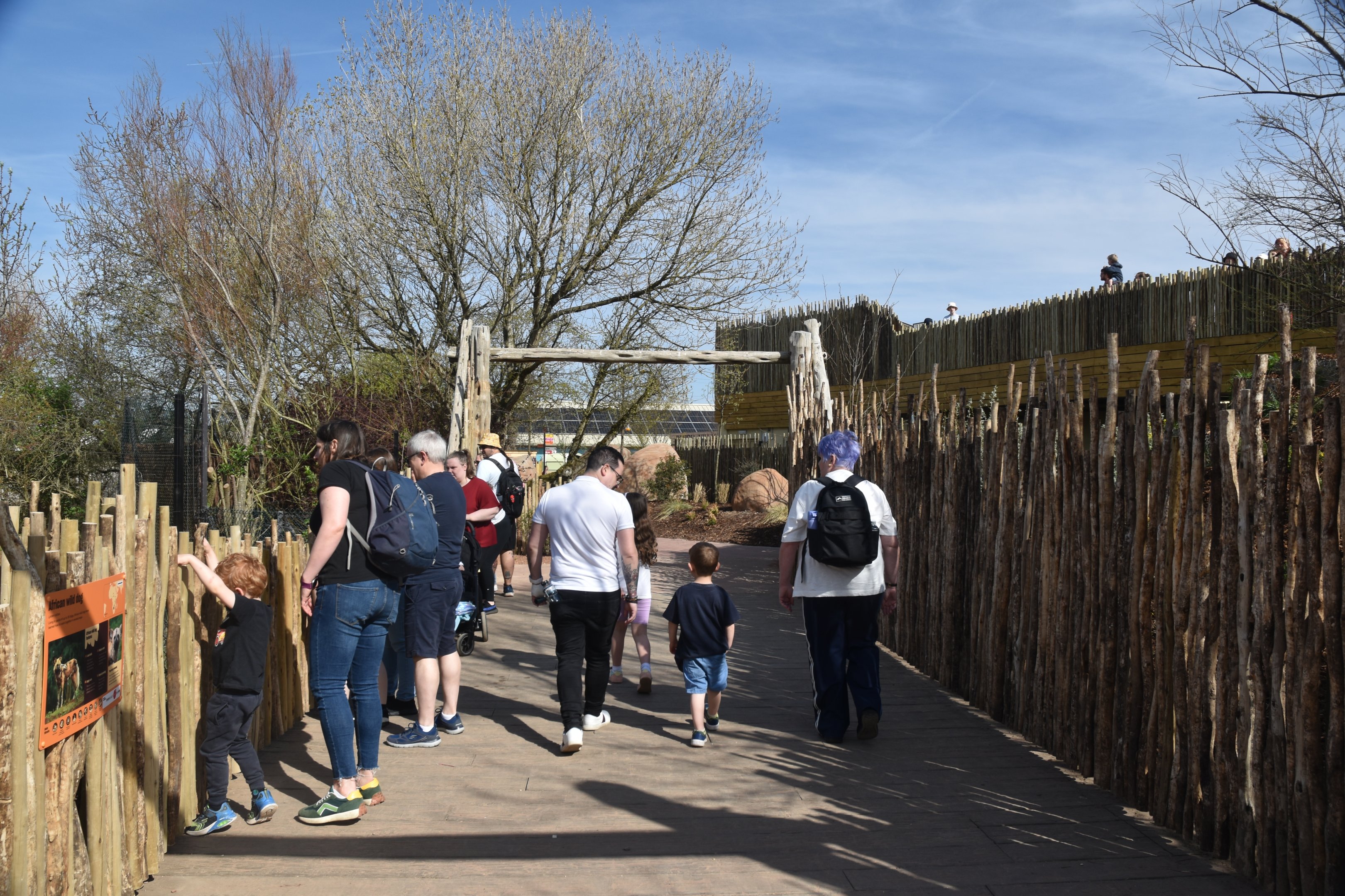 Wild Dog Bridge, Heart of Africa at Chester, 12th April 2025