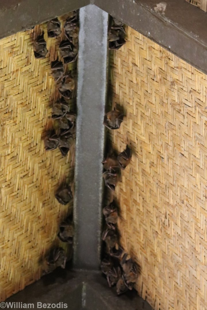 Wild Dog-faced Fruit Bat Roost