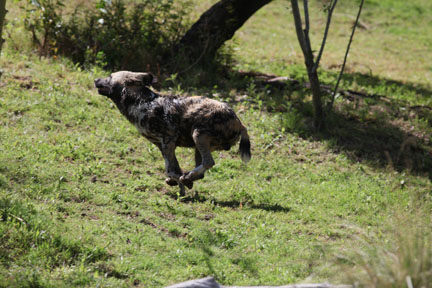 wild dog on the run