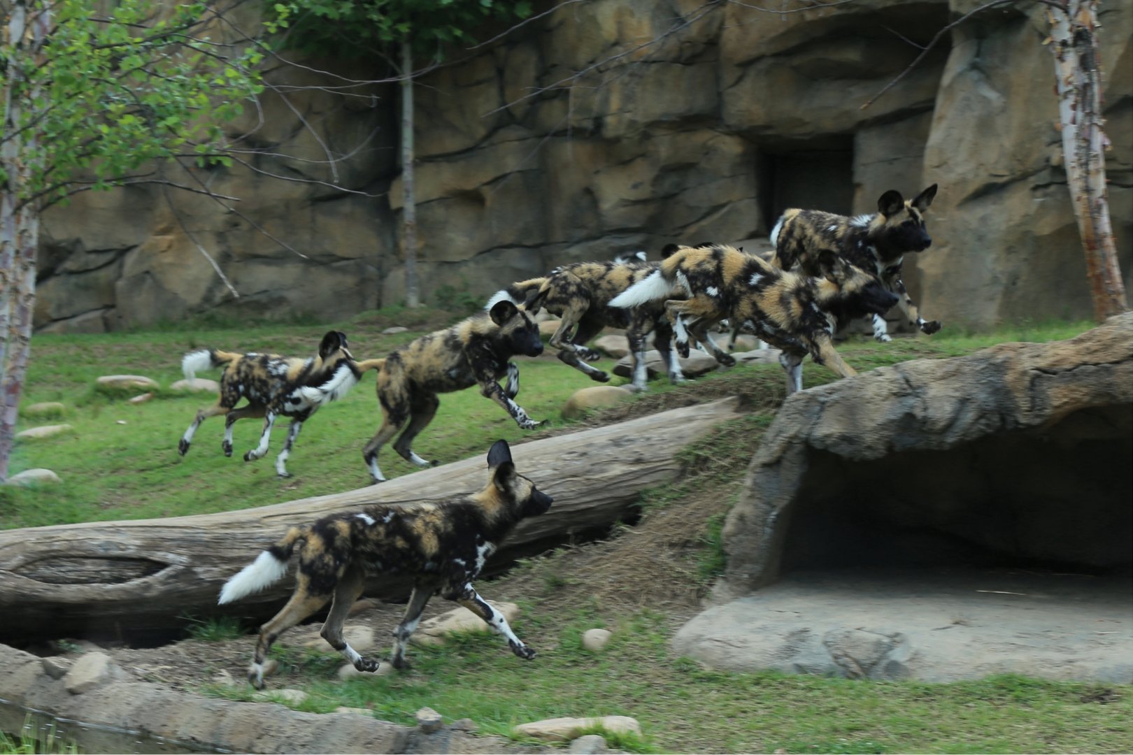 Wild Dog Pack Running